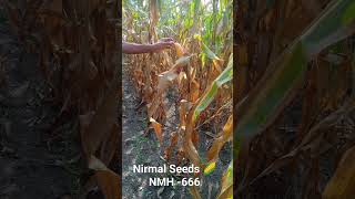 Best maize  🌽 seeds  Nirmal NMH-666