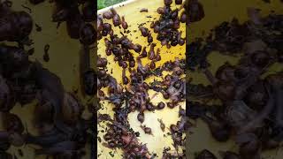 How To Control Snails In Your Garden Naturally #garden #organicgarden #kitchengarden #gardening #eco