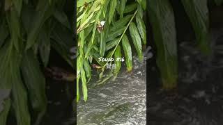 Sound #16聲音。   環境中有各種的聲音，靜靜的聽，在生活中感受。在台中黎明溝生態園區