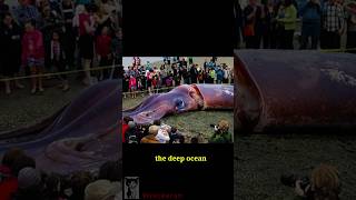 Giant Squid vs. Sperm Whale – Deep Sea Death Match