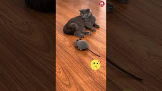 Random Cat Behavior #shorts #funnyfails #fuunycat
