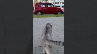 早上5点的遛猫活动