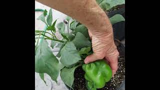 Small red peppers are ready to be picked.#redpeppersgreenhouse,#redpeppers