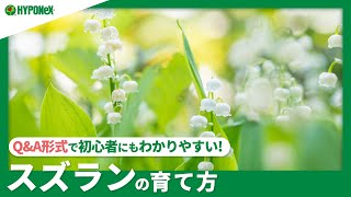 ☘:218 【Q&A】スズランの育て方｜翌年もきれいな花を咲かせる方法は？水やりや肥料などの管理方法もご紹介｜【PlantiaQ&A】植物の情報、育て方をQ&A形式でご紹介