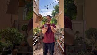 How to propagate portulacaria afra #portulacariaafra #bonsai #jadebonsai #dwarfjafebonsai #howto