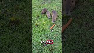 Living with Wildlife.  #nutria #wildlife #nature
