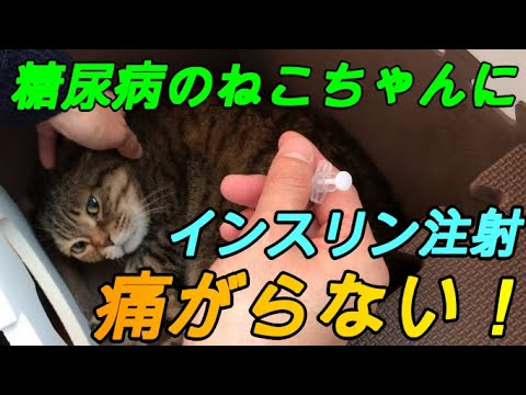 【日常のルーティン】糖尿病の猫ちゃんにインスリン注射を毎日する 痛がらないので助かる