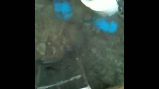 Octopus2