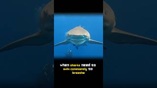 World’s Smartest Sharks Doing the Unthinkable! 😨 #sharkweek