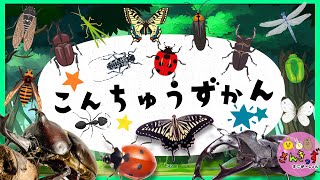 【昆虫 集合！】こんちゅうずかん で 虫さんたちを探そう☆カブトムシ クワガタムシ てんとう虫など人気の昆虫が１３種類登場！【幼児向け 虫の知育アニメ】
