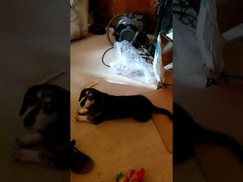 Joey, what's that noise?