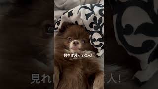 見れば見るほど人なんよ😂　#dog  #ポメラニアン　#ポメラニアンのいる生活