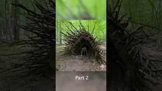 Building a Cozy Shelter in a Huge Hollow Part 2 #polissyabushcraft #bushcraft #survival