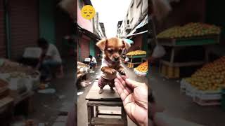 How AI is Helping Rescue Dogs