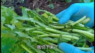 种茼蒿菜（没有菜籽儿也没有菜苗时的好办法）