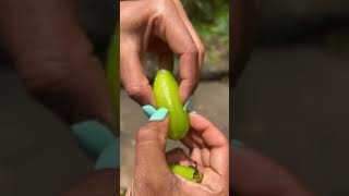 #egg plant#viralvideo #shortvideo #fruitvideos #frutas