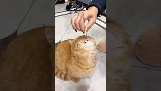 来自麻麻强制的爱！ #万物可爱计划 #猫猫的心思全写在脸上了 #傲娇小猫