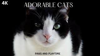 CATS in 4K | Cute Cats Collection | 2024 Cats Collection.