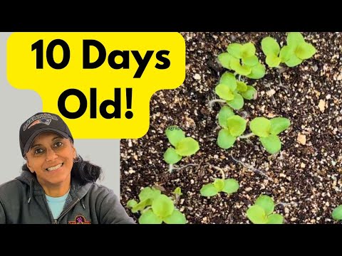 Pot Up Lettuce Seedlings | Grow Lettuce Indoors All Year Long || Budget Gardening