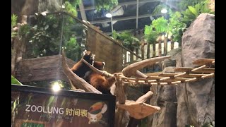 小熊猫真的是是猛兽打架什么的还是很凶猛的！