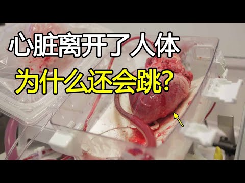 为什么心脏离开了人体还会跳动？原来心脏有这么多神奇的地方