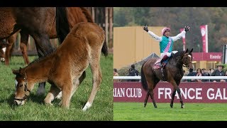 Enable | A product of Juddmonte Farms