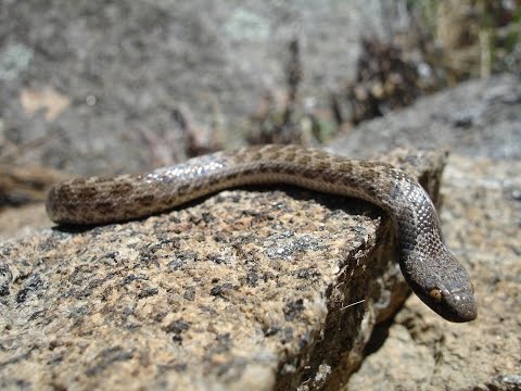 Herping San Diego (2014)