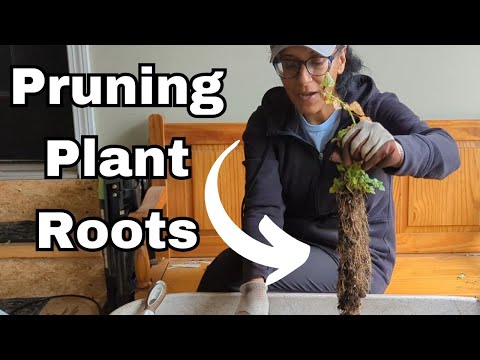 How To Prune Roots Of Plants