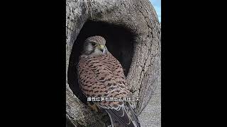 几只乌鸦围攻红隼意图抢夺猎物