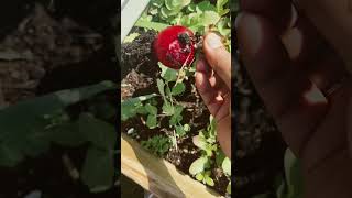 My first harvest of 2023. #canada #backyardgardening @sv’spassion