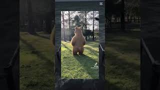 シュールストレミングでクマを撃退#shorts
