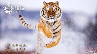 2018年3月3日：世界野生动植物日