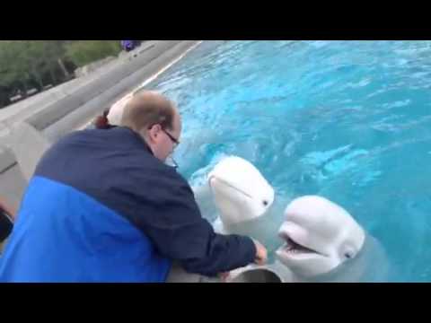 More Beluga Whales