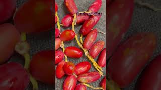 Fresh red dates❣️ #youtube #reddates #fruit #nature #freshdates ❣️