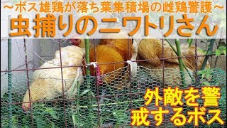 虫捕りのニワトリさん～ボス雄鶏が落ち葉集積場の雌鶏を警護～