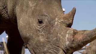 Radioactive isotopes protect South Africa's rhinos from poaching | REUTERS