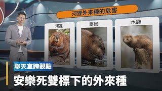 【聊天室跨觀點】外來種失控！安樂死是唯一解方？｜全球聊天室 #鏡新聞