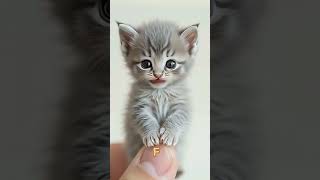 🐾 "Katzenkaraoke & Kuschelalarm!" 🐱🎤 #cat #cutecat #kitten #cute