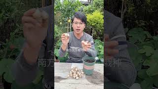 1345 葡萄风信子开花像一串串蓝色的葡萄，种一次年年开花，新手也能养开花 #风信子 #分享家庭养花知识 #花卉绿植