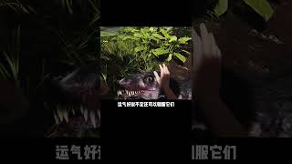 狩猎远古巨兽！ 全新的生存探险游戏《FEROCIOUS》#steam游戏 #远古巨兽 #射击游戏 #单机游戏 #游戏鉴赏家