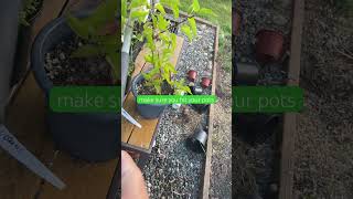 Water those pots #1knowcharlie #1minuteideas #gardening