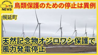 天然記念物オジロワシ保護で日中の風力発電停止　幌延、全国でも異例