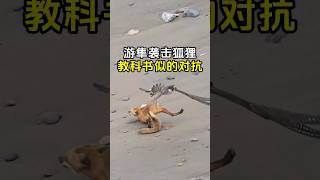 游隼袭击狐狸，教科书级别的对抗战！ #游隼 #科普 #神奇动物 #全球看点