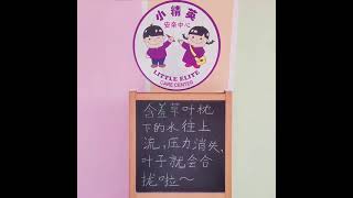 #shorts 含羞草叶枕下的水往上流 🌿