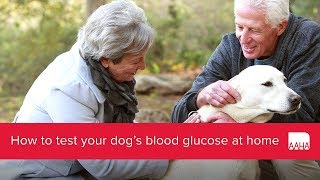 How to test your dog's blood glucose at home