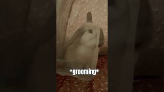 Oreo was so mad after this 😰 #groom #grooming #pet #angry #shy #rabbit #shorts