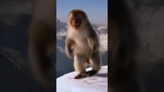 funny monkey #monkey #monkeylove #shorts
