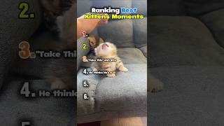 Ranking Best Kitten Moments