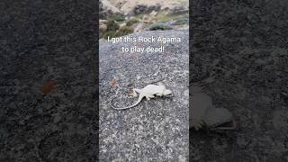 I made this lizard play dead! #shorts #lizard #agama #reptiles