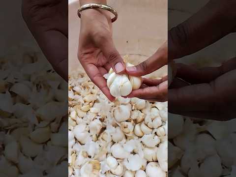 How to grow garlic plant #garlic🧄🧄 ,